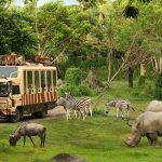 Harga Tiket Masuk Bali Safari Park