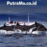 Harga Sewa Perahu + Tiket Dolphin di Pantai Lovina