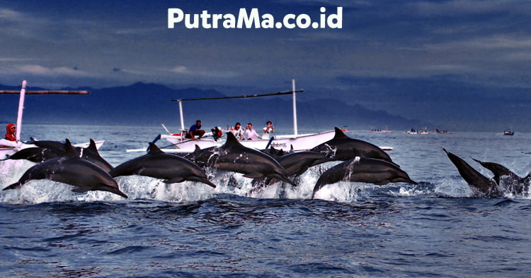 Tiket Dolphin Lovina