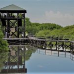 Menjelajah Hutan Mangrove Bali yang Menyimpan Keindahan Tersembunyi